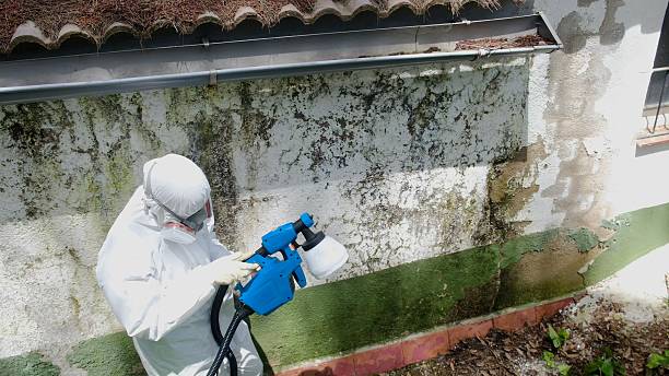 Top rated local Mold Remediation specialists in Green Cove Springs, FL